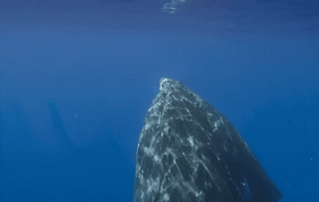 太震撼！首次拍到座头鲸产子全程，在一片梦幻水泡中，迎来新生命征程（组图） - 16