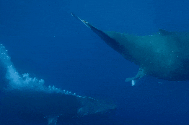 太震撼！首次拍到座头鲸产子全程，在一片梦幻水泡中，迎来新生命征程（组图） - 12