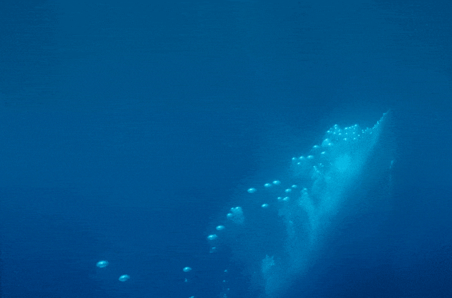 太震撼！首次拍到座头鲸产子全程，在一片梦幻水泡中，迎来新生命征程（组图） - 14
