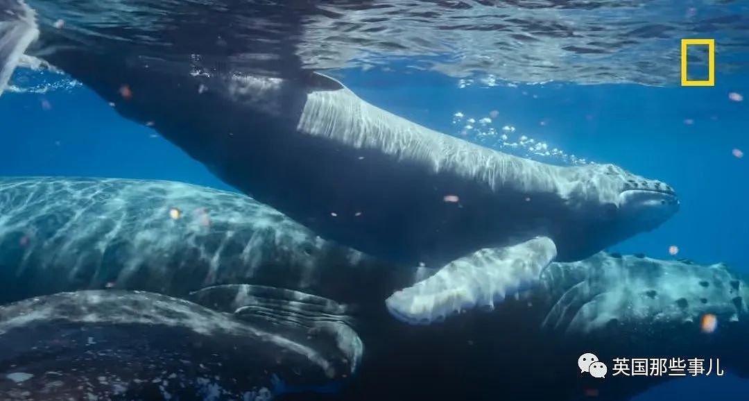 太震撼！首次拍到座头鲸产子全程，在一片梦幻水泡中，迎来新生命征程（组图） - 18
