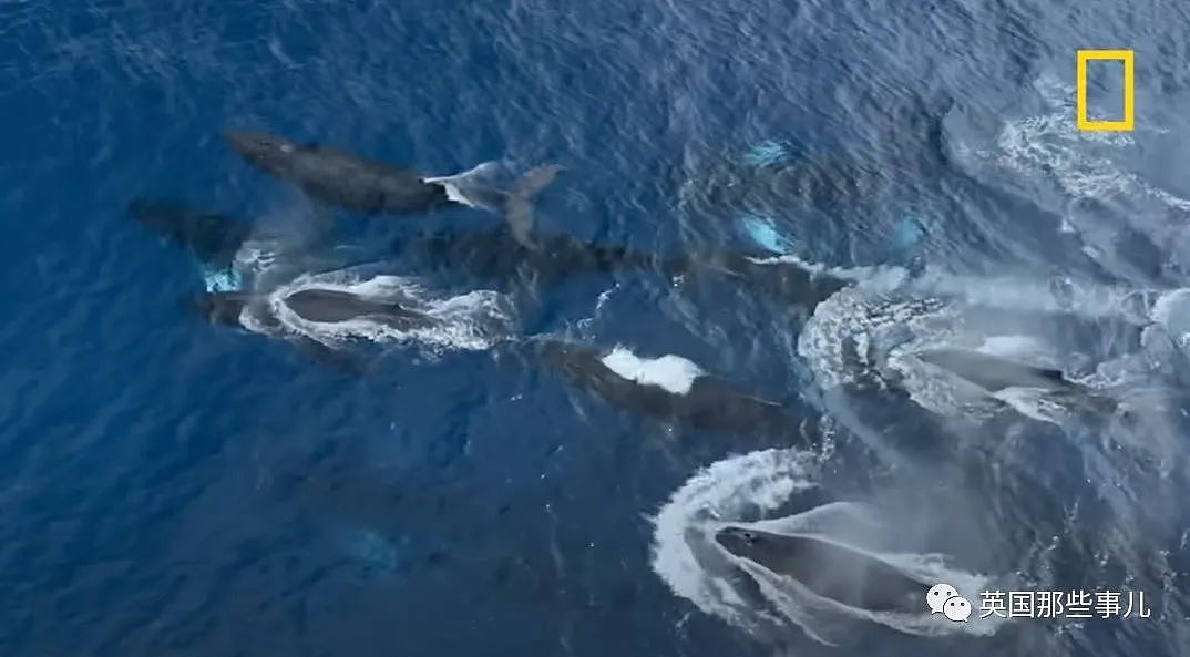 太震撼！首次拍到座头鲸产子全程，在一片梦幻水泡中，迎来新生命征程（组图） - 5