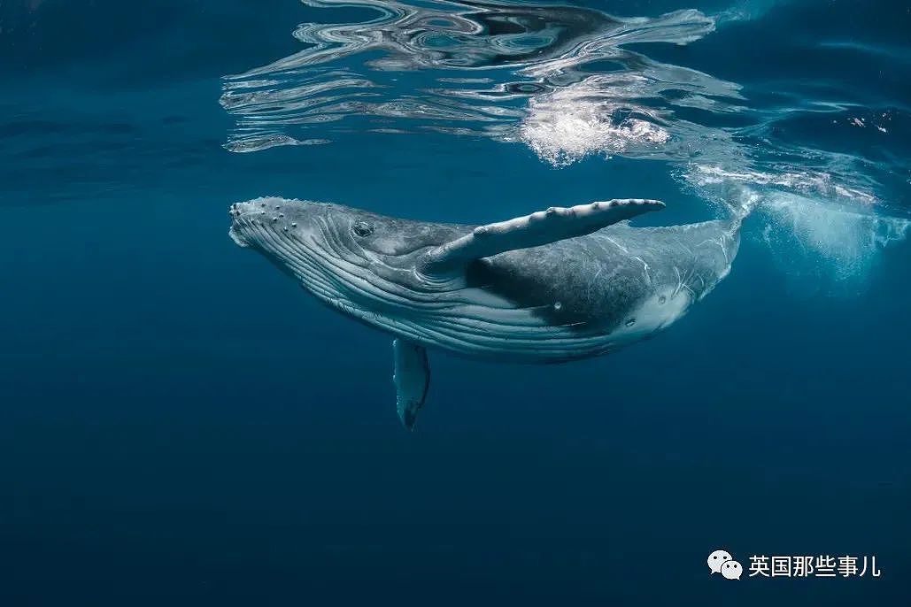 太震撼！首次拍到座头鲸产子全程，在一片梦幻水泡中，迎来新生命征程（组图） - 1