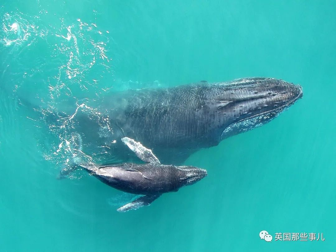 太震撼！首次拍到座头鲸产子全程，在一片梦幻水泡中，迎来新生命征程（组图） - 2