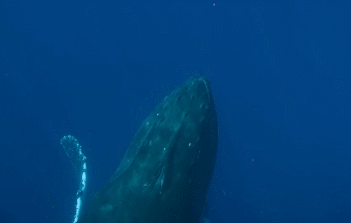 太震撼！首次拍到座头鲸产子全程，在一片梦幻水泡中，迎来新生命征程（组图） - 15