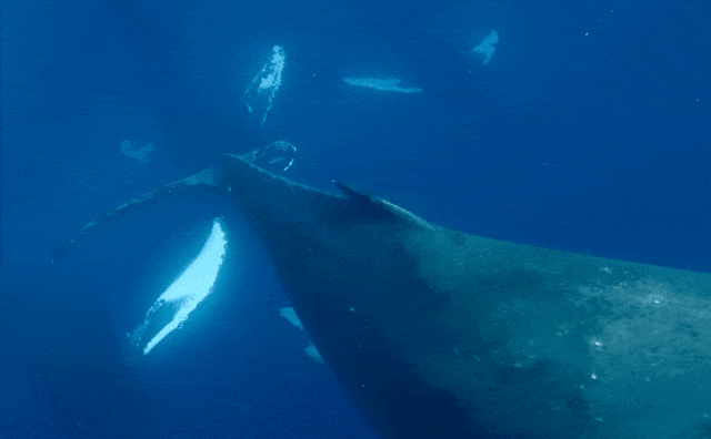 太震撼！首次拍到座头鲸产子全程，在一片梦幻水泡中，迎来新生命征程（组图） - 10