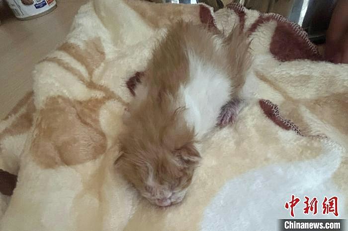 耗时3年！中国首只全流程国产培育克隆猫在青岛诞生（组图） - 3