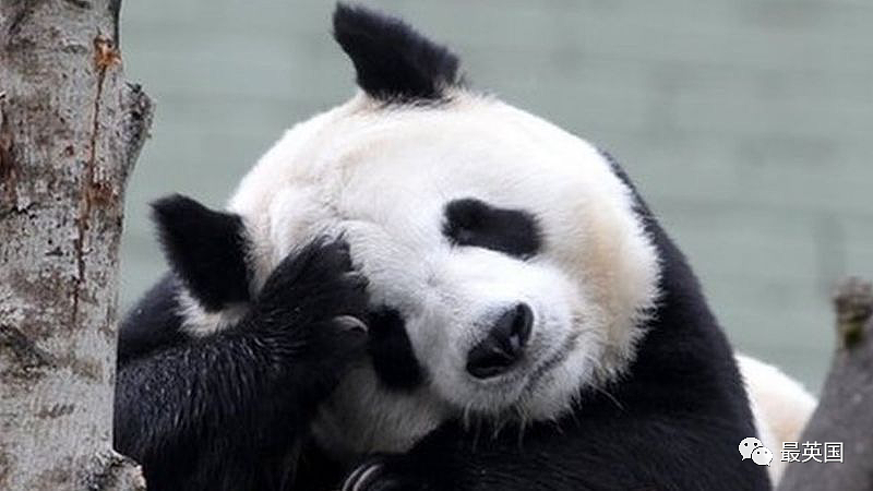 旅英12年熊猫将回国，英国人心碎一地！老外有多爱大熊猫？（组图） - 1