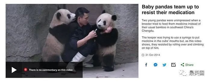 旅英12年熊猫将回国，英国人心碎一地！老外有多爱大熊猫？（组图） - 17