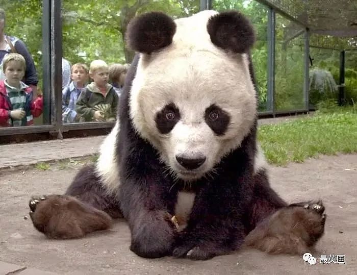 旅英12年熊猫将回国，英国人心碎一地！老外有多爱大熊猫？（组图） - 30