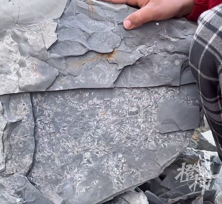 5岁男孩爬山捡来的怪石头，竟是5亿年前古生物化石！“那时候，这里还是一片大海”（组图） - 2