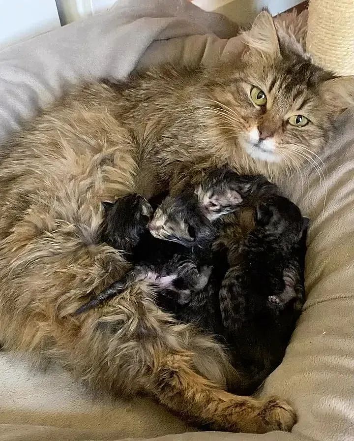 【宠物】妹纸救下一只怀孕猫妈妈，竟收获6只超高颜值小猫，众人争着领养（组图） - 2