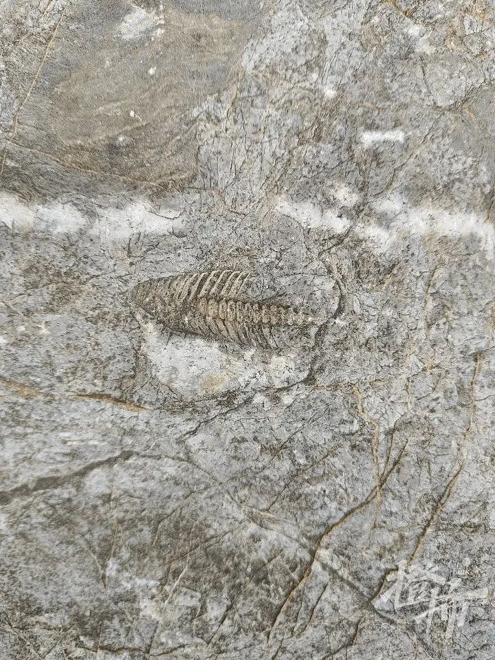 5岁男孩爬山捡来的怪石头，竟是5亿年前古生物化石！“那时候，这里还是一片大海”（组图） - 7