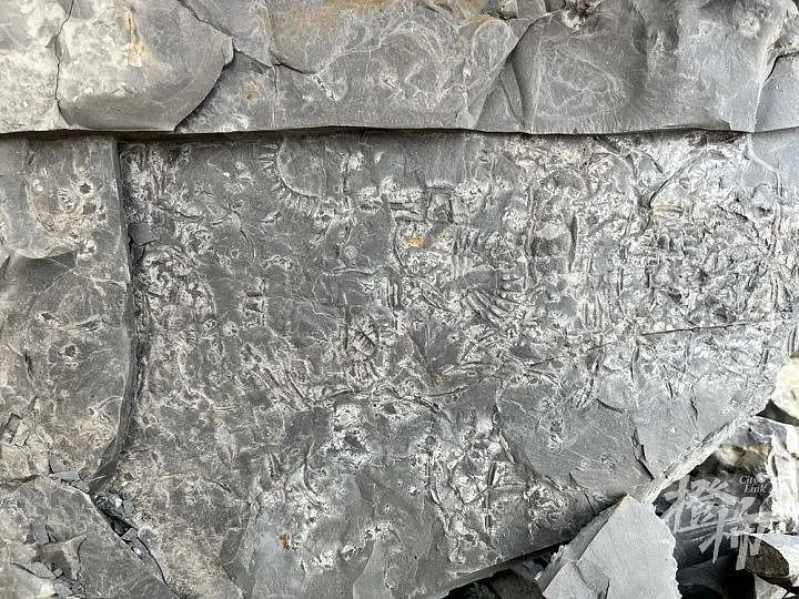 5岁男孩爬山捡来的怪石头，竟是5亿年前古生物化石！“那时候，这里还是一片大海”（组图） - 3