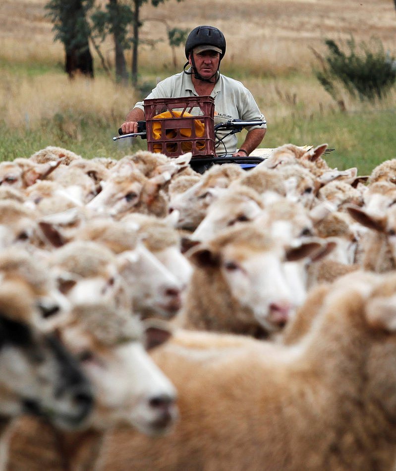便宜羊肉你吃到没？澳洲羊太多，农家免费送（图） - 1