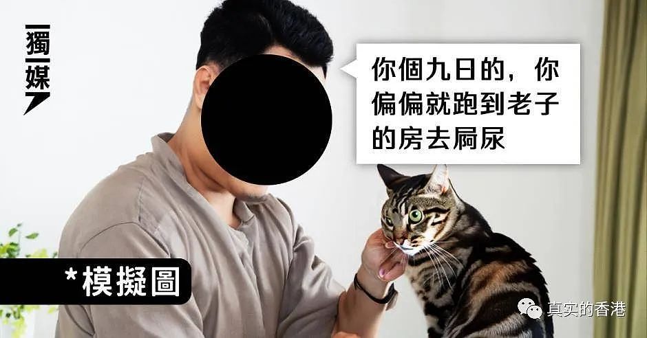 香港一男子打家猫，法庭判入狱30天！结局是这样（组图） - 5