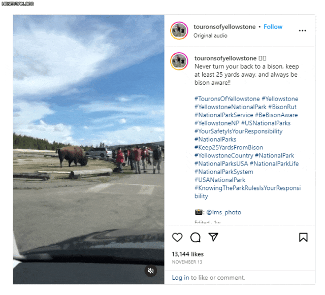 黄石公园约12名亚裔游客近距离与野牛拍照遭冲撞（组图） - 2