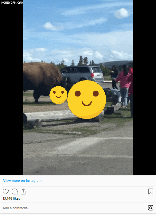 黄石公园约12名亚裔游客近距离与野牛拍照遭冲撞（组图） - 3