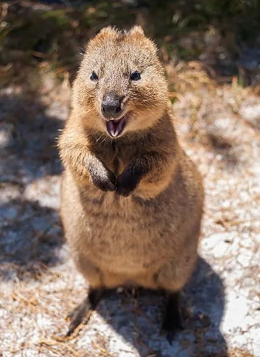 澳洲小岛每年接待50万游客，短尾矮袋鼠成最佳招牌（组图） - 17