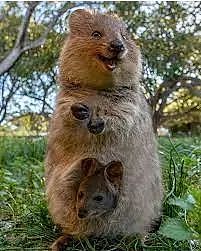 澳洲小岛每年接待50万游客，短尾矮袋鼠成最佳招牌（组图） - 1