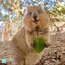 澳洲小岛每年接待50万游客，短尾矮袋鼠成最佳招牌（组图） - 12