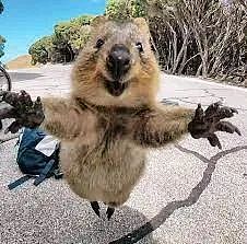 澳洲小岛每年接待50万游客，短尾矮袋鼠成最佳招牌（组图） - 18