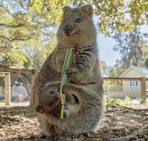 澳洲小岛每年接待50万游客，短尾矮袋鼠成最佳招牌（组图） - 2