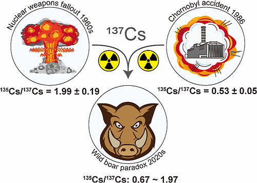 德国野猪泛滥没人敢吃，因为它们体内核辐射超标11倍，来源竟是核爆？（组图） - 4