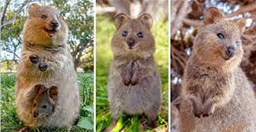 澳洲小岛每年接待50万游客，短尾矮袋鼠成最佳招牌（组图） - 22