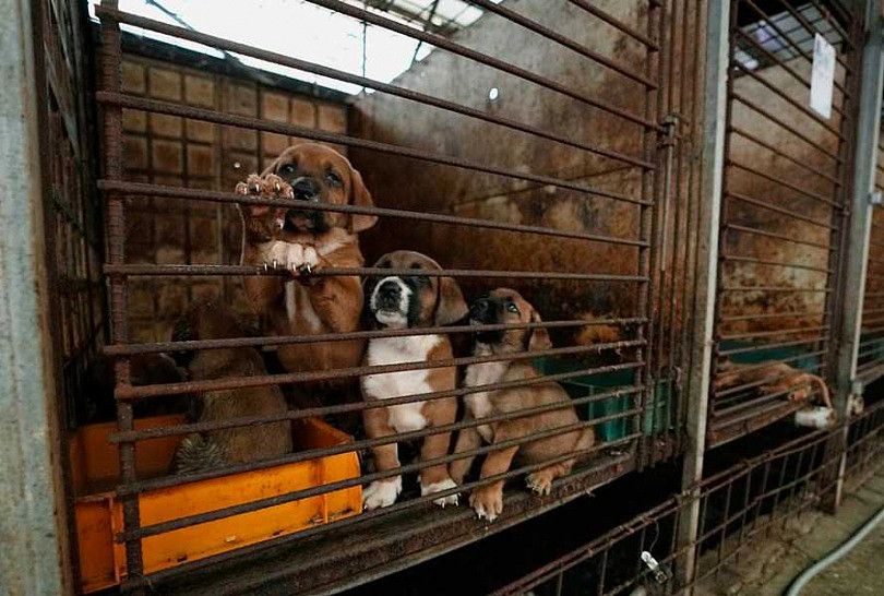 韩国要立法禁卖狗肉！狗肉协会抗议：考虑放生200万只到农林部长家门（组图） - 2