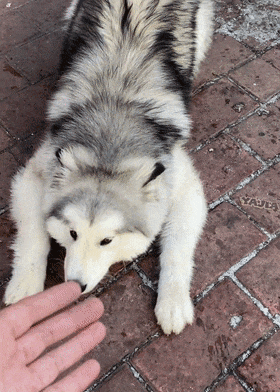 【宠物】偶遇一只妖娆的阿拉斯加但不敢摸，网友：这种小烧狗显然可以摸（组图） - 5