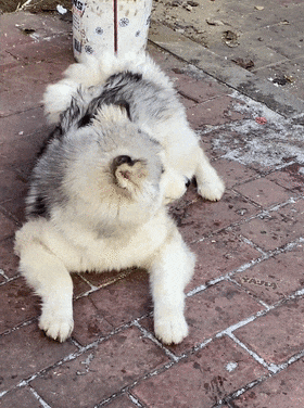 【宠物】偶遇一只妖娆的阿拉斯加但不敢摸，网友：这种小烧狗显然可以摸（组图） - 4