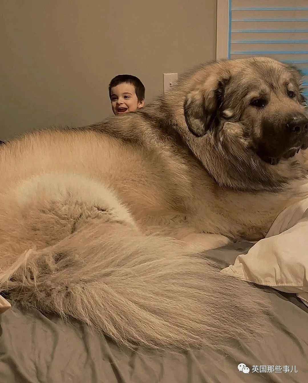 【宠物】巨型高加索犬陪伴宝宝，画风超帅！铲屎官：很难养，要慎重（组图） - 17