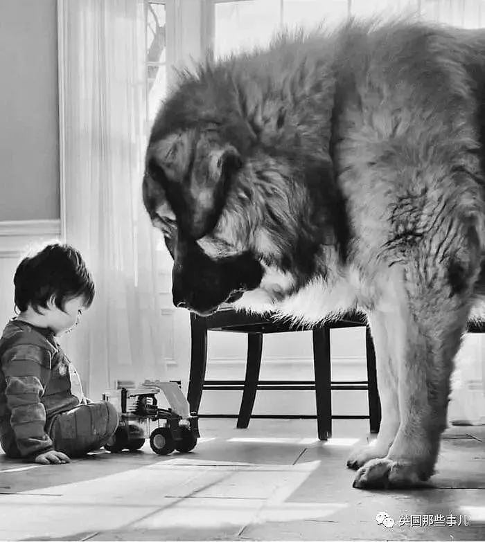 【宠物】巨型高加索犬陪伴宝宝，画风超帅！铲屎官：很难养，要慎重（组图） - 7