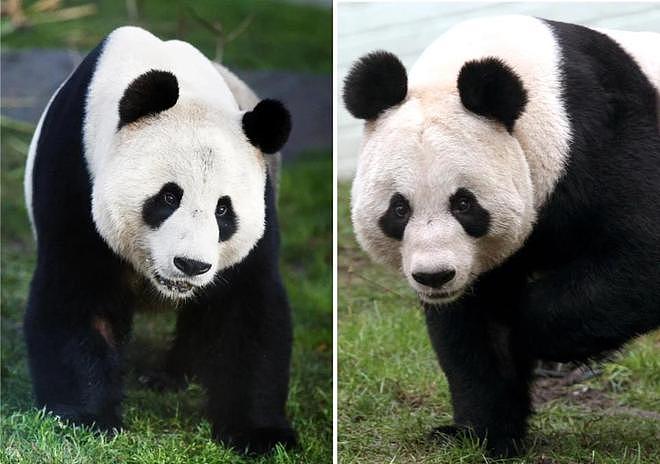 旅英大熊猫“夫妇”踏归途，当地民众难舍，在他乡12年没能怀上娃（组图） - 8