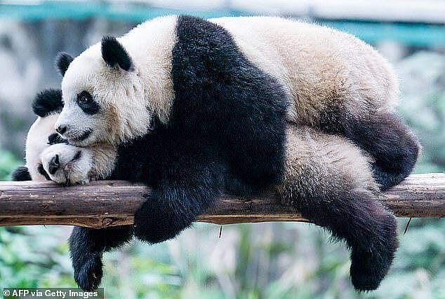 旅英大熊猫“夫妇”踏归途，当地民众难舍，在他乡12年没能怀上娃（组图） - 1