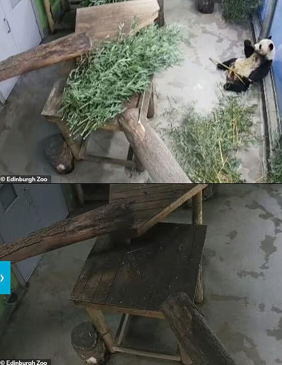 旅英大熊猫“夫妇”踏归途，当地民众难舍，在他乡12年没能怀上娃（组图） - 5
