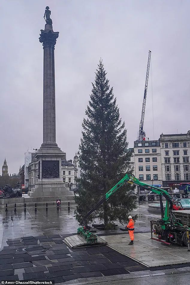 挪威给英国送了一棵“非常敷衍“的圣诞树，网友们凌乱：不想送可以不送...（组图） - 18