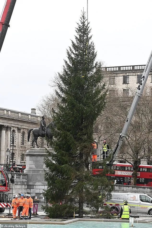 挪威给英国送了一棵“非常敷衍“的圣诞树，网友们凌乱：不想送可以不送...（组图） - 7