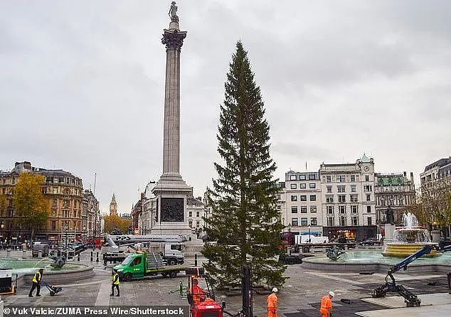 挪威给英国送了一棵“非常敷衍“的圣诞树，网友们凌乱：不想送可以不送...（组图） - 13