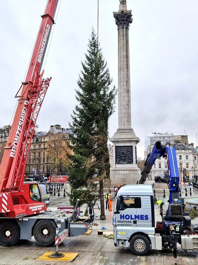 挪威给英国送了一棵“非常敷衍“的圣诞树，网友们凌乱：不想送可以不送...（组图） - 8