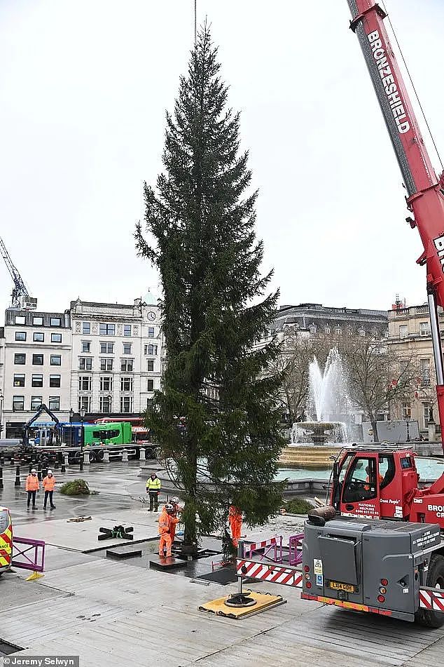 挪威给英国送了一棵“非常敷衍“的圣诞树，网友们凌乱：不想送可以不送...（组图） - 6