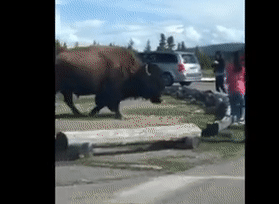 10多名华人围着拍照野牛遭冲撞，网友骂活该（视频/组图） - 1