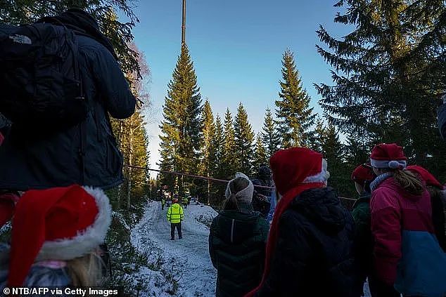 挪威给英国送了一棵“非常敷衍“的圣诞树，网友们凌乱：不想送可以不送...（组图） - 3
