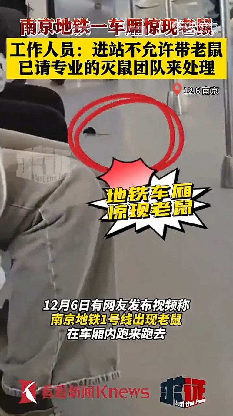南京地铁惊现“老鼠”四处乱跑玩转车厢，，乘客“暖心”反应惹热议（组图） - 3