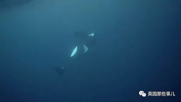高龄虎鲸即将死亡，年轻同伴把它托到海面50分钟，希望它能“醒来”…（组图） - 8