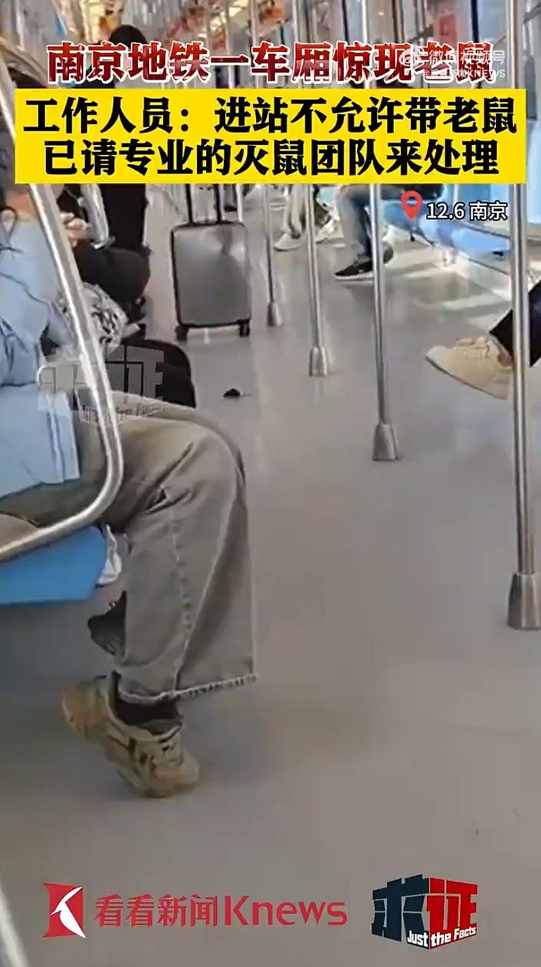 南京地铁惊现“老鼠”四处乱跑玩转车厢，，乘客“暖心”反应惹热议（组图） - 2