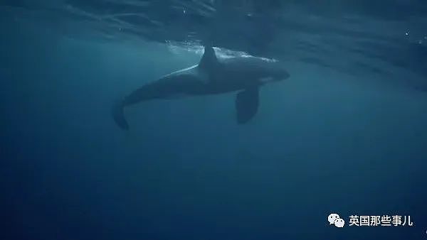 高龄虎鲸即将死亡，年轻同伴把它托到海面50分钟，希望它能“醒来”…（组图） - 7