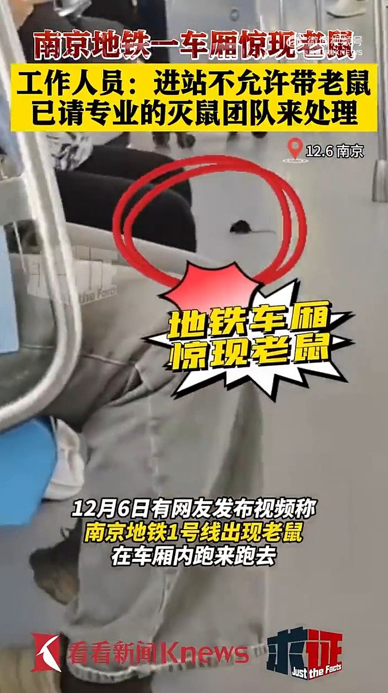 南京地铁惊现“老鼠”四处乱跑玩转车厢，，乘客“暖心”反应惹热议（组图） - 4
