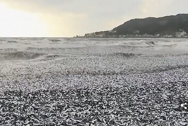 核废水报应来了？ 上千吨死鱼冲上日本海岸，尸体绵延1公里 触目惊心！（组图） - 8