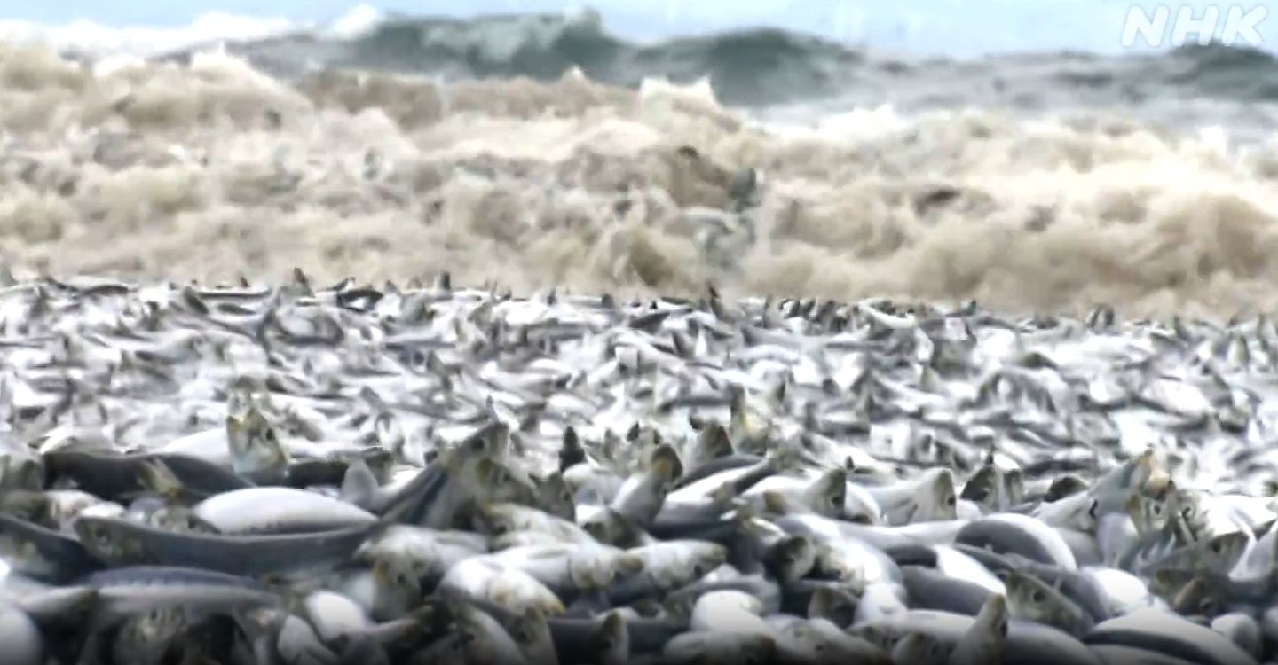北海道数以吨计死鱼冲上岸，铺满1公里海滩，老渔民：从没见过（组图） - 3